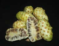 Noni Powder - Morinda citrifolia Powder 