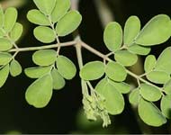 Moringa Leaf Powder - Moringa oleifera Leaf Powder