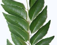 Curry Leaf - Murraya koenigii Leaf 