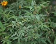 Mountain Marigold Foliage 